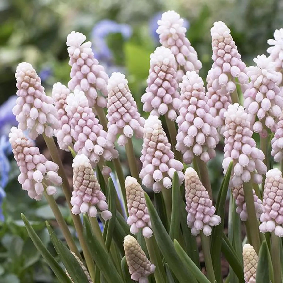 Muscari Pink Sunrise. Perleblomst - 5 løk