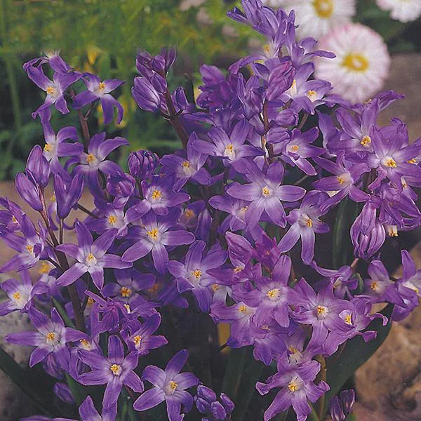 Hovedbilde Chionodoxa Violet Beauty - 25 løk. Snøstjerne.