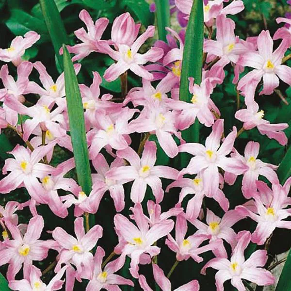 Hovedbilde Chionodoxa Pink Giant, Snøstjerne - 25 løk