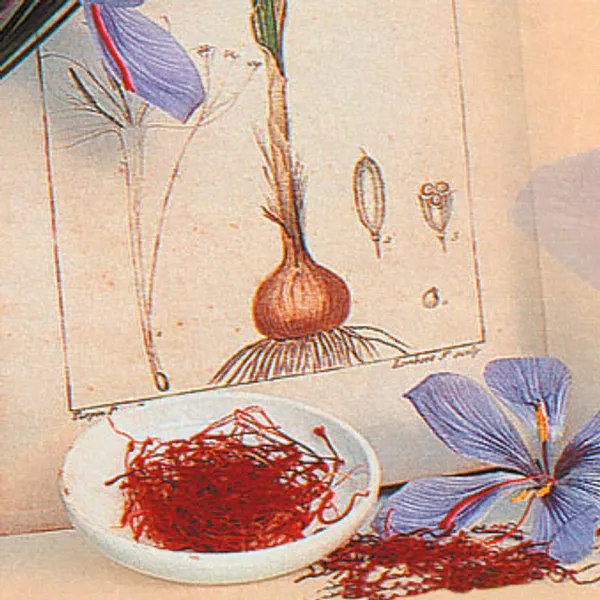 Hovedbilde Krokus Sp. Sativus – Safrankrokus - 10 løk