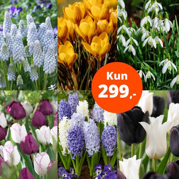 Bilde av Pakketilbud, 87 løk, kun 299