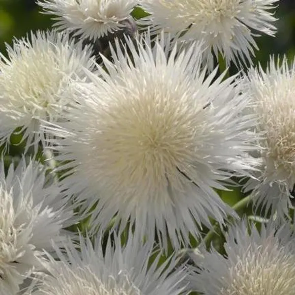 Hovedbilde Centaurea moschata imperalis The Bride -Frø- ...