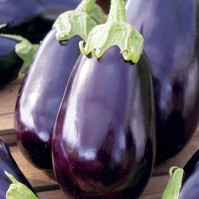 Hovedbilde Aubergine Black Beauty -Frø-