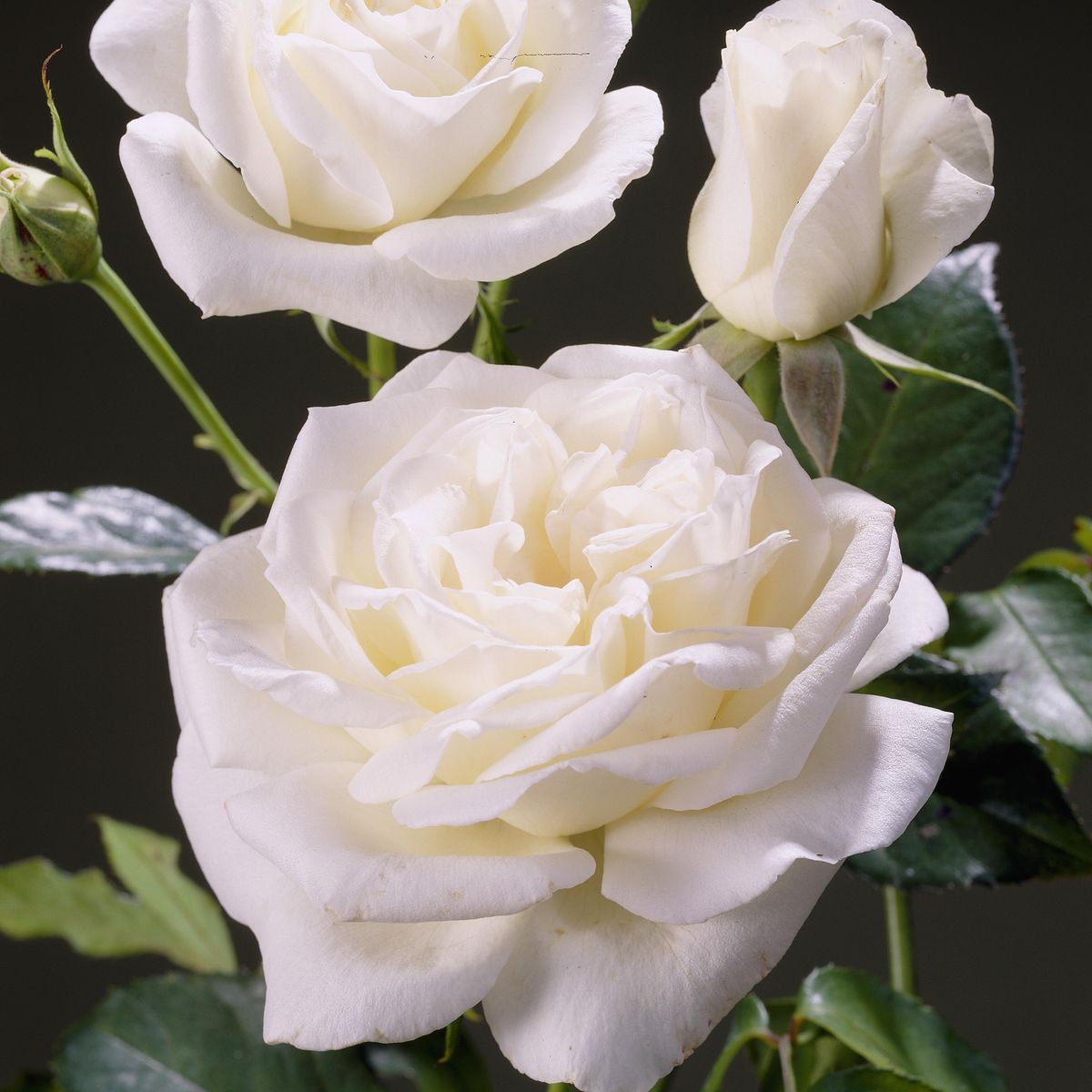 Rose Karen Blixen. Stilkrose