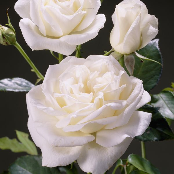 Hovedbilde Rose Karen Blixen. Stilkrose