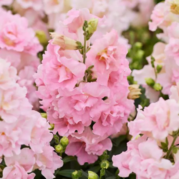 Hovedbilde Antirrhinum majus Twinny Appleblossom F1. ...