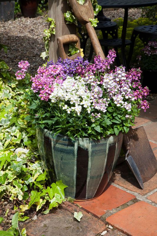 Nemesia foetens Seventh Heaven Mix -Frø-