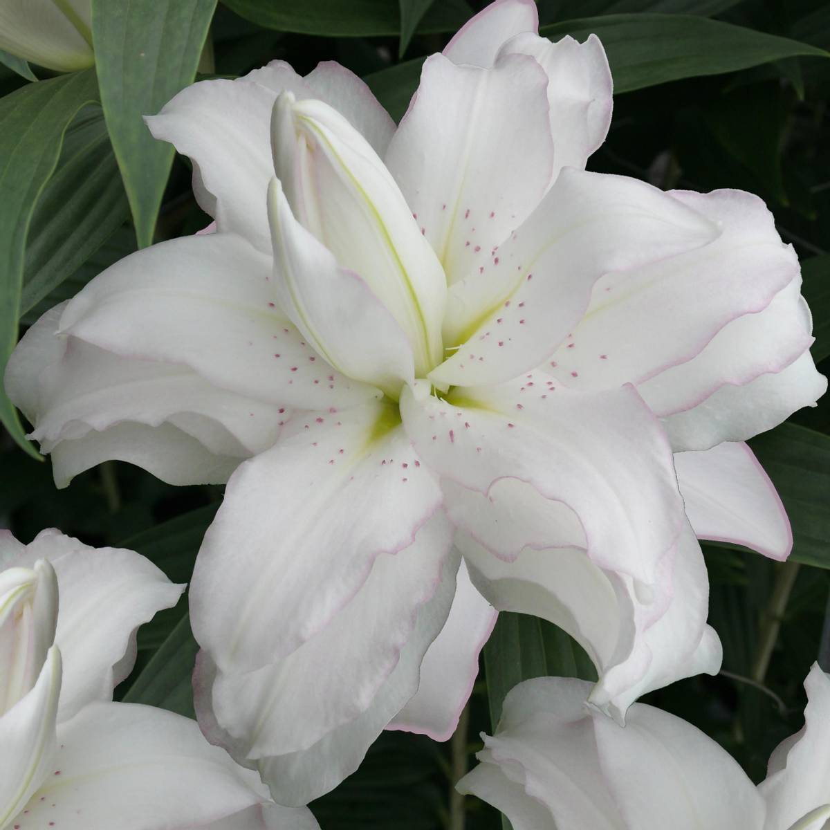 Lilje Lotus Beauty - 3 liljeløk