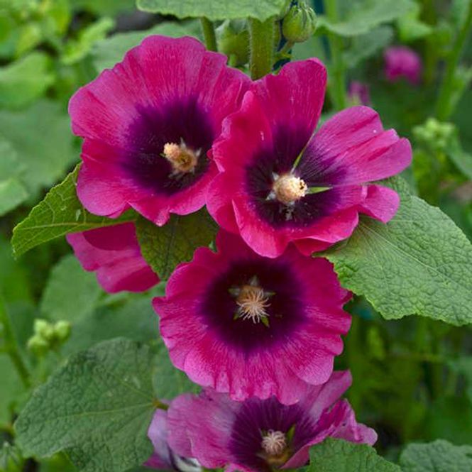 Hovedbilde Alcea Rosea Halo Cerise -Frø- Stokkrose