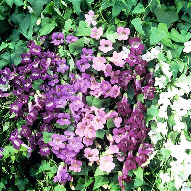 Asarina  Formula Mix -Frø-