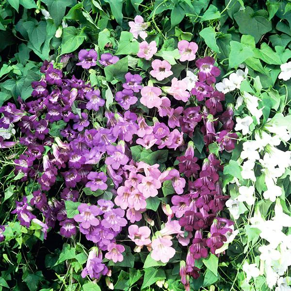 Hovedbilde Asarina  Formula Mix -Frø-