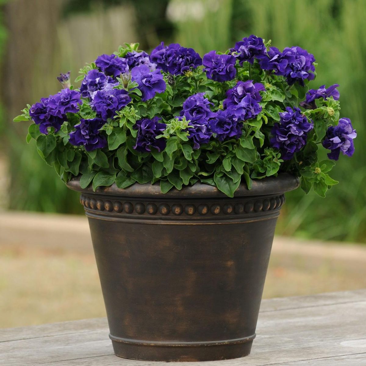 Petunia grandiflora Double Cascade Blue -Frø-