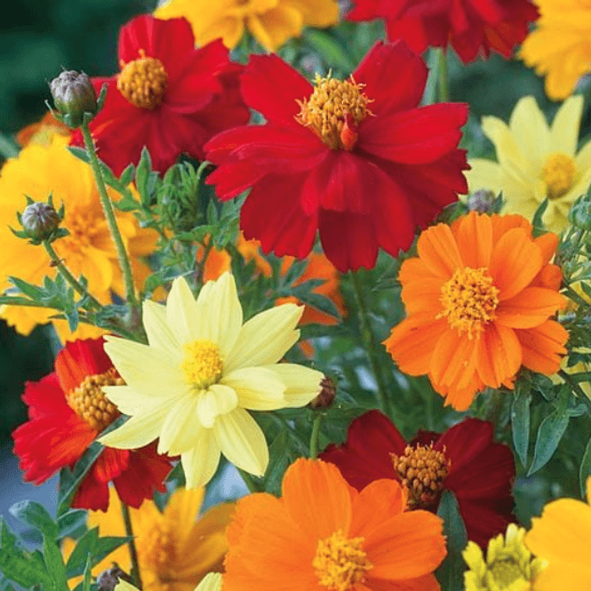Hovedbilde Cosmos sulphureus Brightness Mix. Pyntekorg -Frø-
