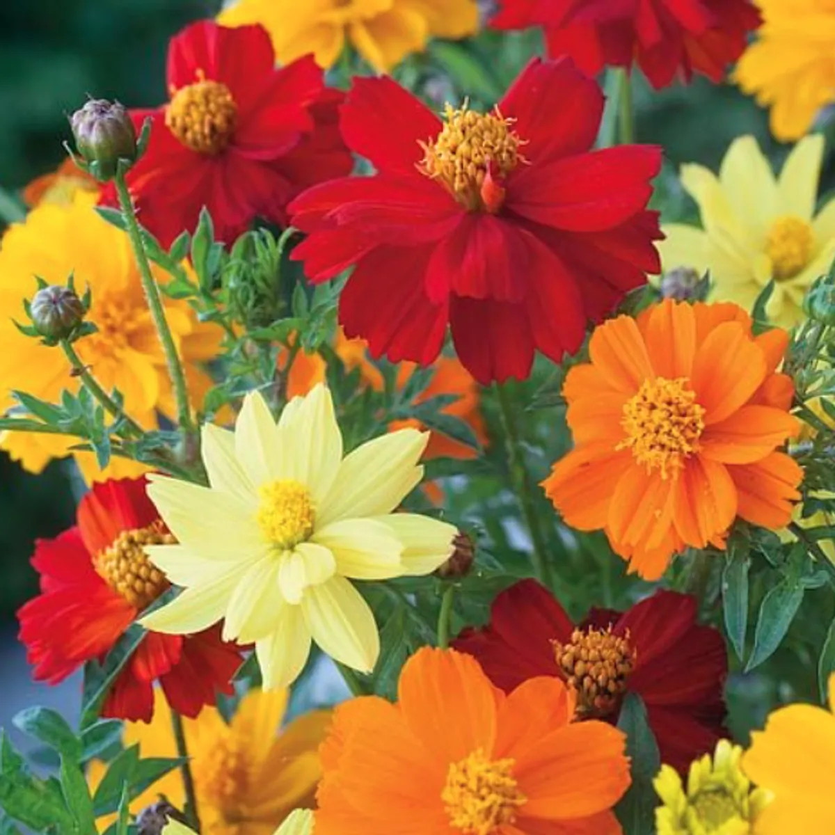 Cosmos sulphureus Brightness Mix. Pyntekorg -Frø-