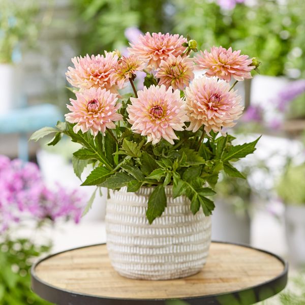 Hovedbilde Dahlia Gallery Leonardo - 1 knoll