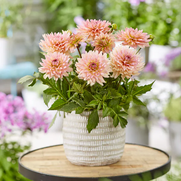 Hovedbilde Dahlia Gallery Leonardo - 1 knoll