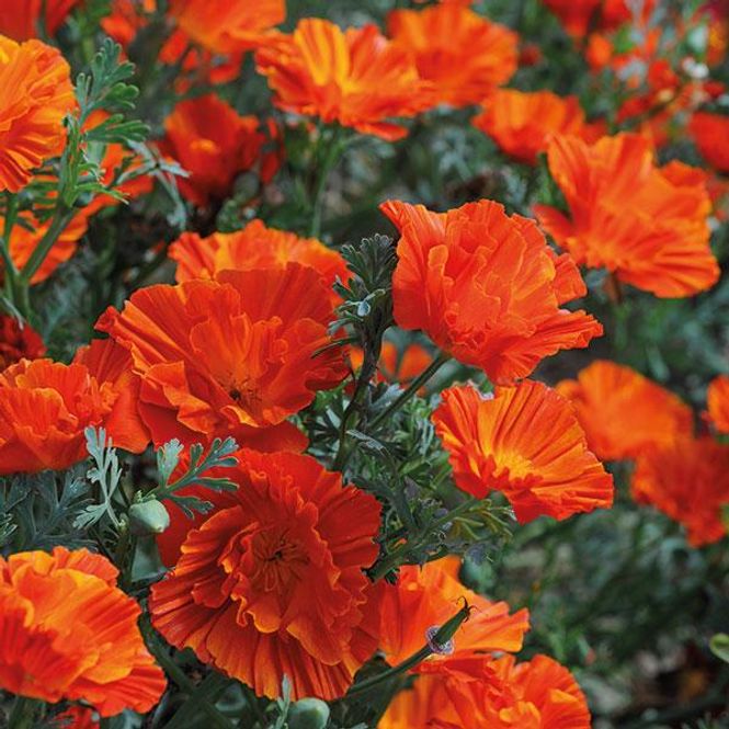 Hovedbilde Eschscholzia  Copper Swirl  -Frø- ...