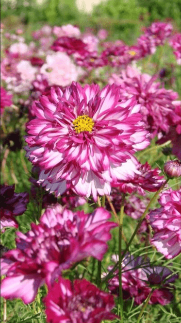 Hovedbilde Cosmos bipinnatus Double Click Bicolour Violet. ...