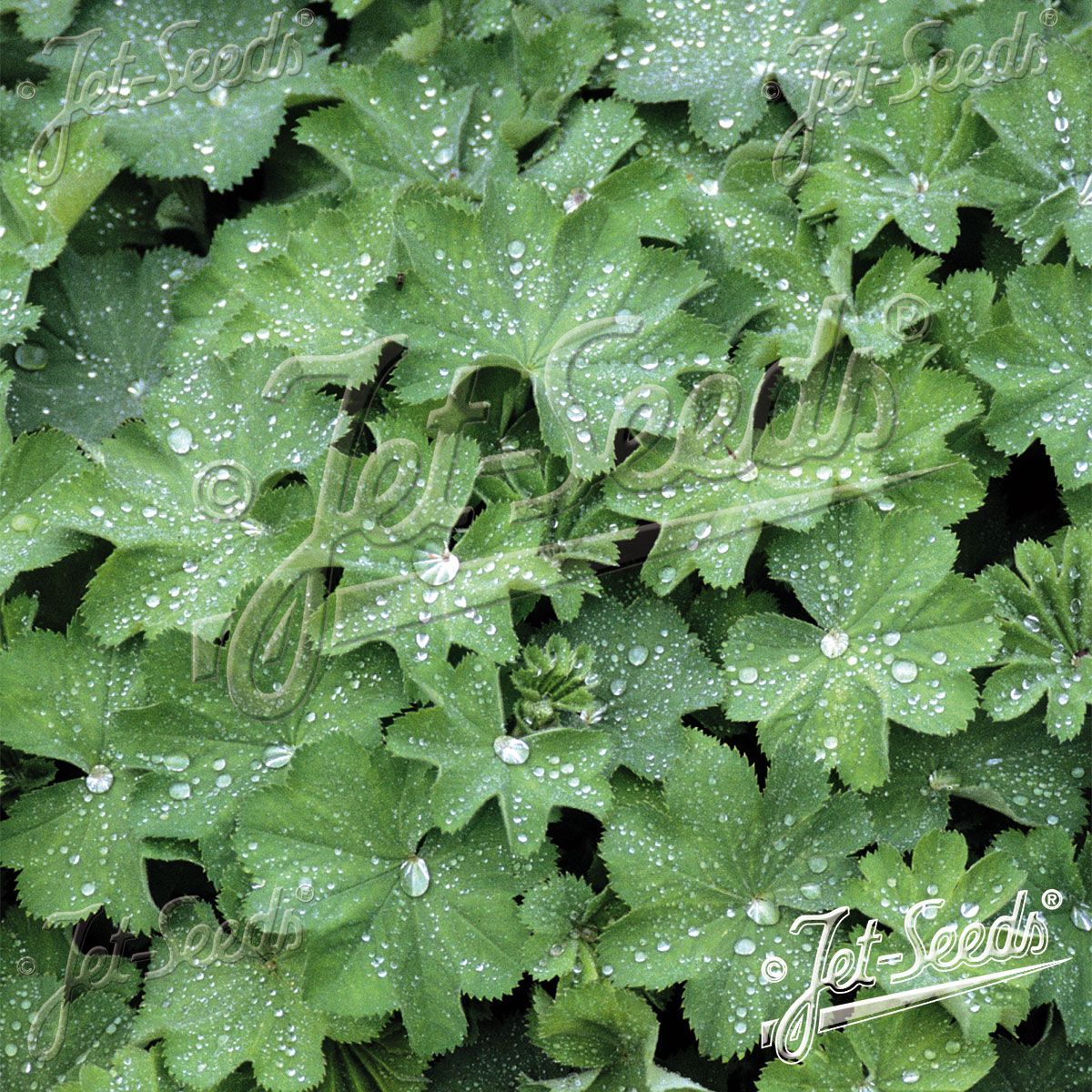 Alchemilla mollis Select Ladys Mantle. Praktmarikåpe - Frø -