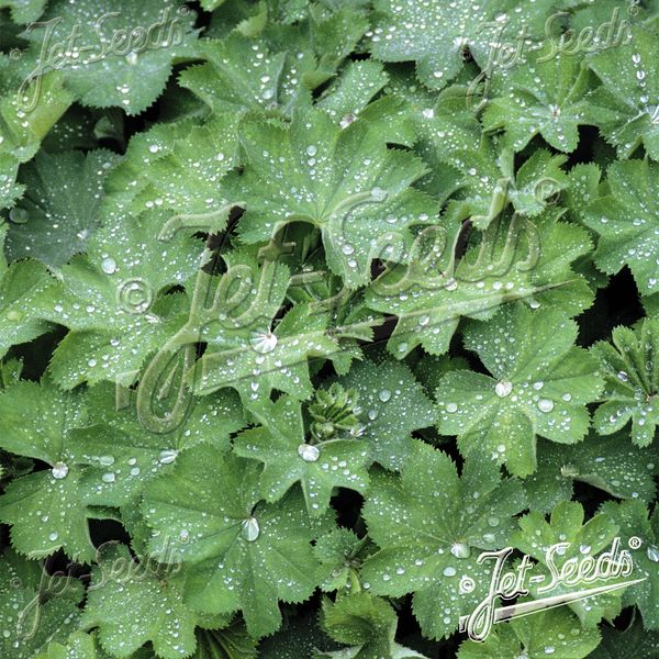 Hovedbilde Alchemilla mollis Select Ladys Mantle. ...