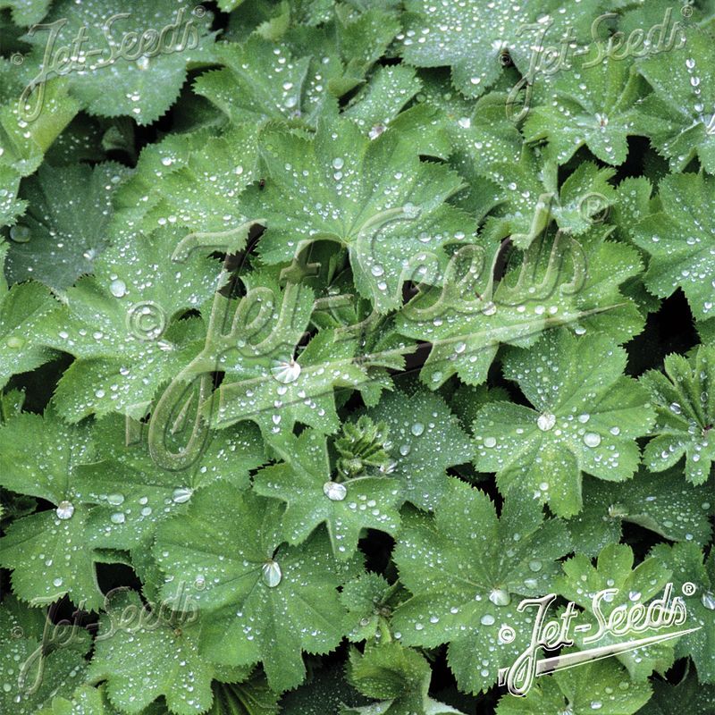 Alchemilla mollis Select Ladys Mantle. Praktmarikåpe - Frø -