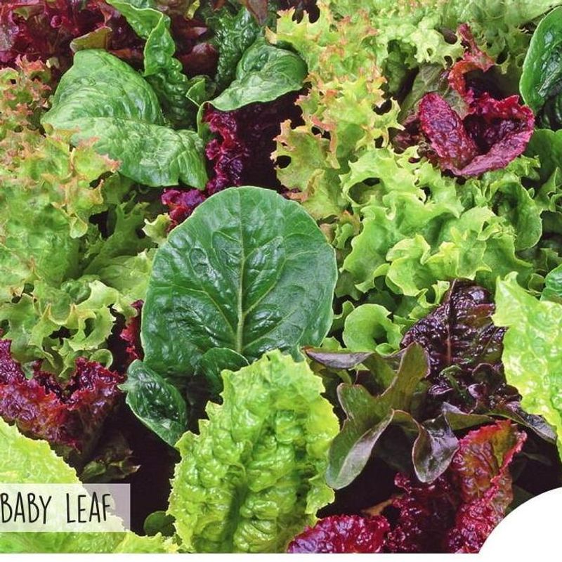Salat Mix -Frø-