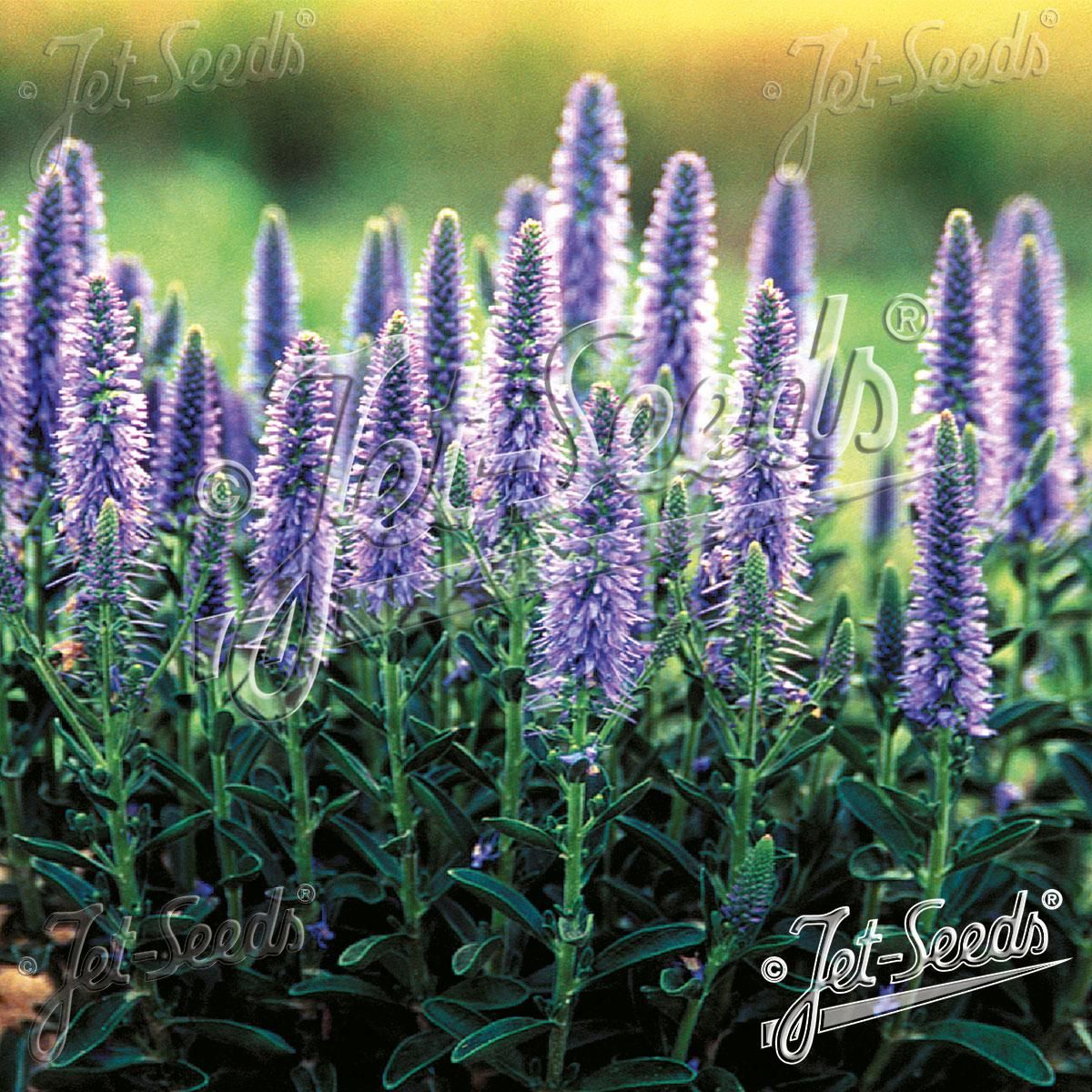 Veronica spicata f. nana Blauteppich -Frø-