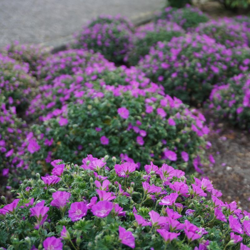 Geranium sanguineum Max Frei - Storkenebb - 1 rot
