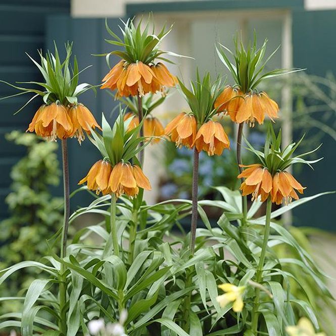 Hovedbilde Fritillaria Imperalis Aurora. Keiserkrone - 1 løk