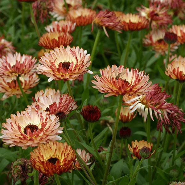 Hovedbilde Calendula officinalis Bronzed Beauty -Frø- ...
