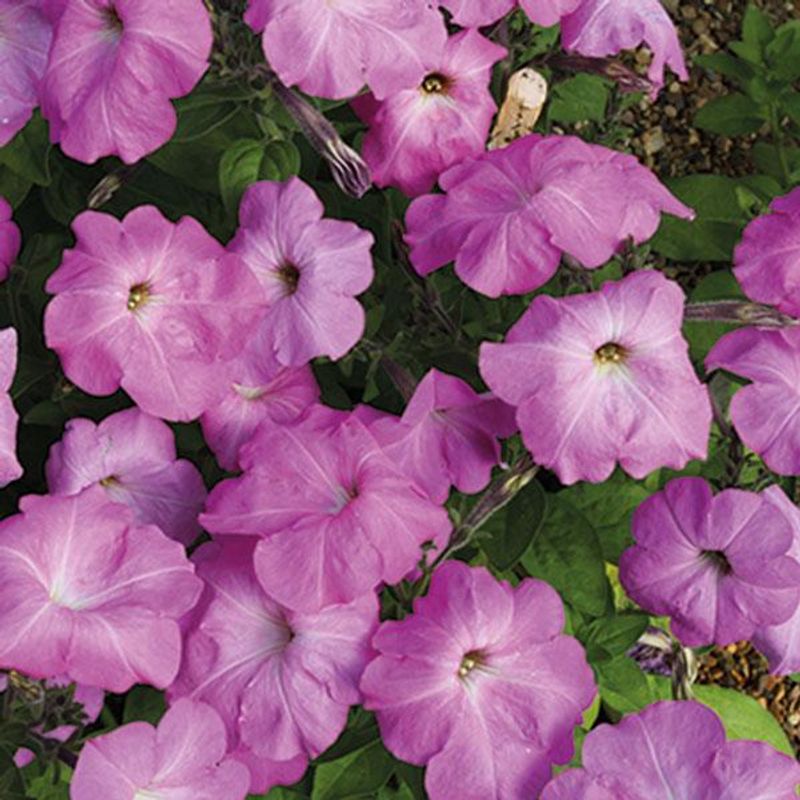 Petunia Tickled Rose -Frø- Klatrepetunia
