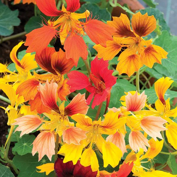 Hovedbilde Tropaeolum Phoenix -Frø- Blomkarse