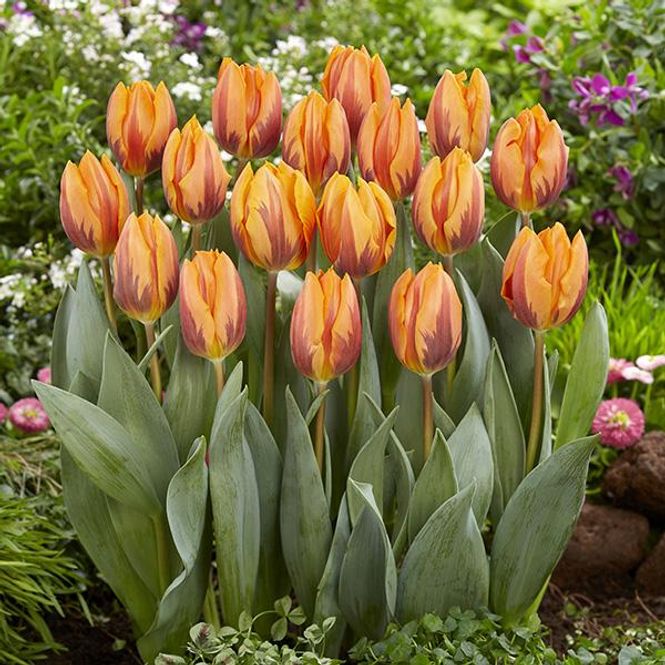 Hovedbilde Tulipan Princess Irene - 6 løk 