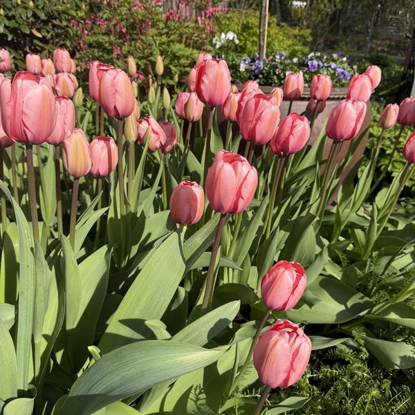 Hovedbilde Tulipan Menton - 40 løk