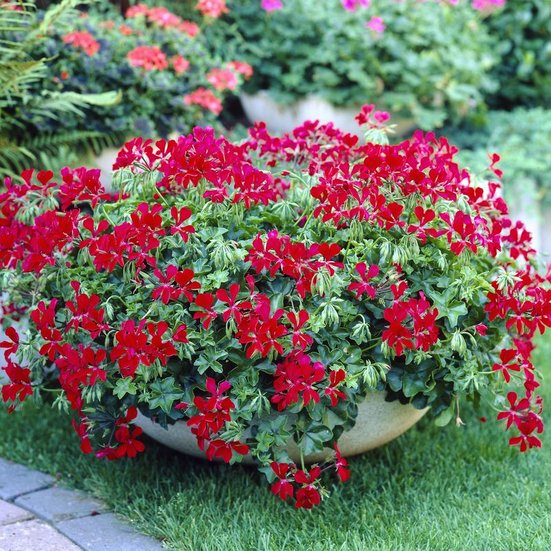 Pelargonium peltatum Red- hengepelargonium