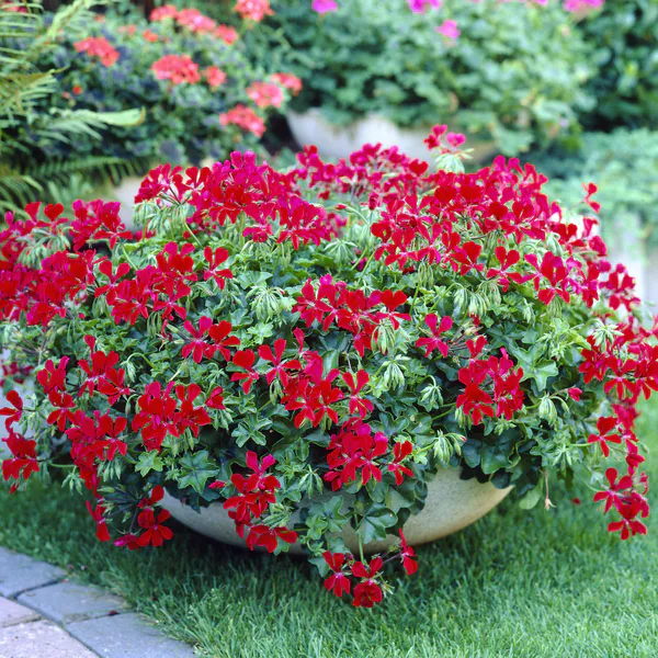 Hovedbilde Pelargonium peltatum Red- hengepelargonium