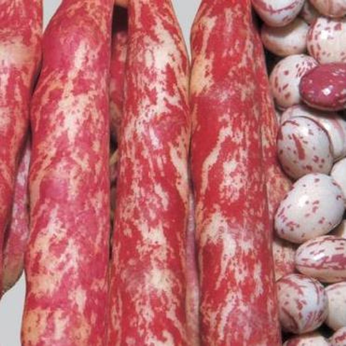 Bønner Borlotto -Frø-