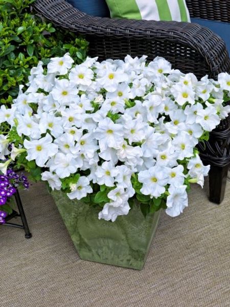 Bilde av Petunia grandiflora Tritunia -Frø-