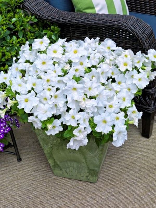 Petunia grandiflora Tritunia -Frø-