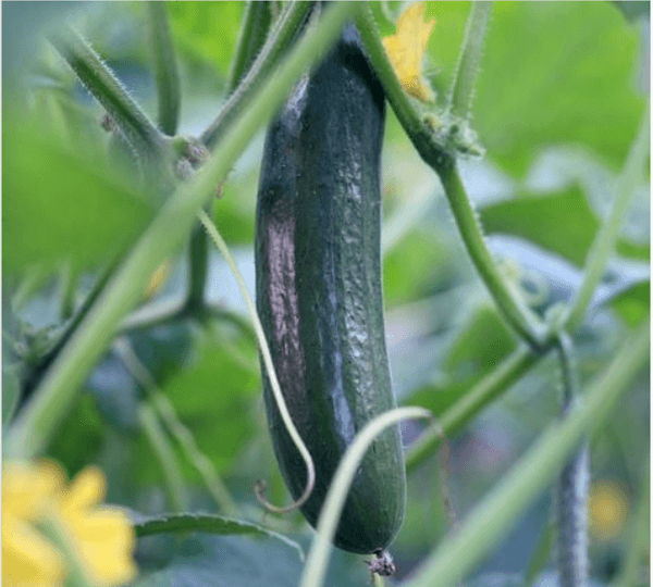 Hovedbilde Agurk Burpless Tasty Green F1 -Frø-