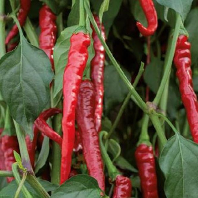 Hovedbilde Chili Cayenne -Frø-