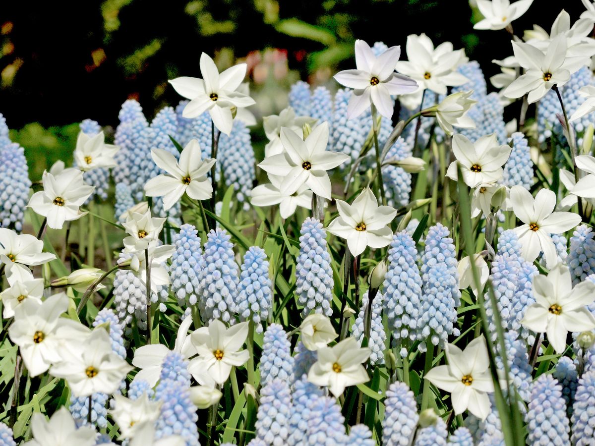 Ipheion mixed. Vårstjerne - 15 løk