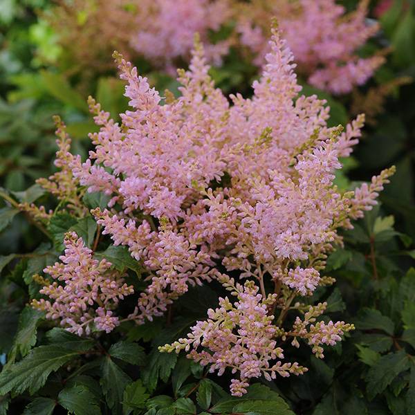 Bilde av Astilbe arendsii Sugarberry. 1 rot