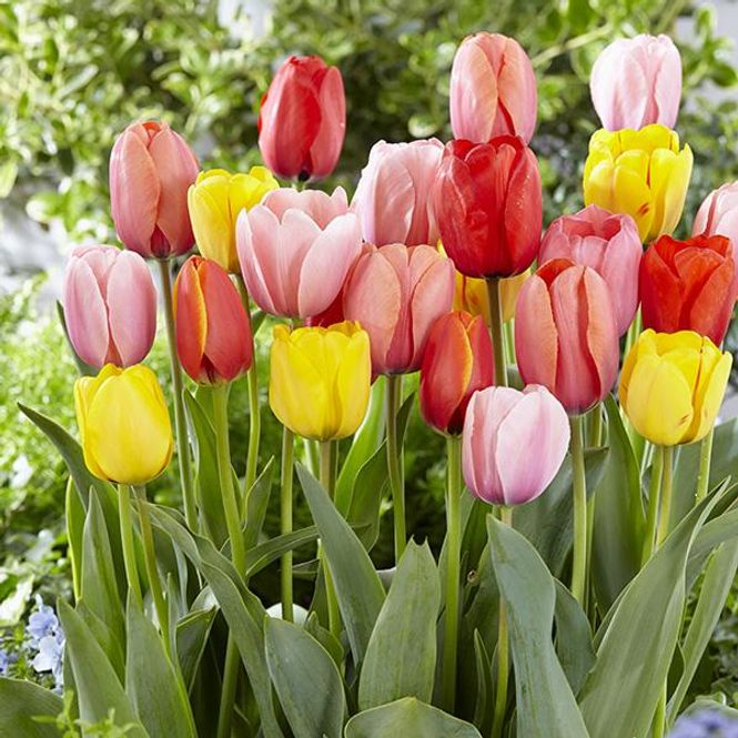 Hovedbilde Storblomstrende Darwin-tulipaner i mix - 100 løk 