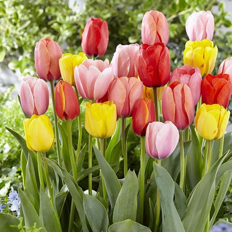 Storblomstrende Darwin-tulipaner i mix - 100 løk 