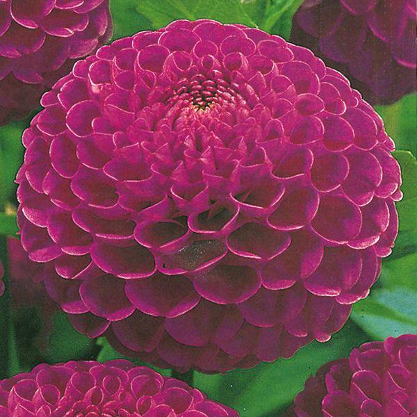 Bilde av DAHLIA Rocco - 1 knoll