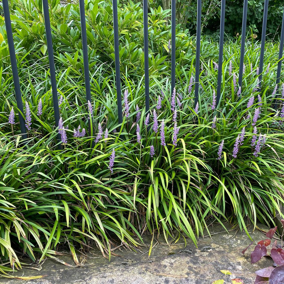 Liriope muscari Big Blue  1 rot