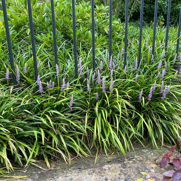 Hovedbilde Liriope muscari Big Blue  1 rot