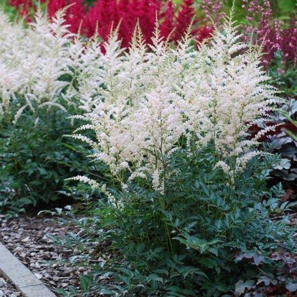 Bilde av ASTILBE Darwinns Snow Sprite - 1 rot