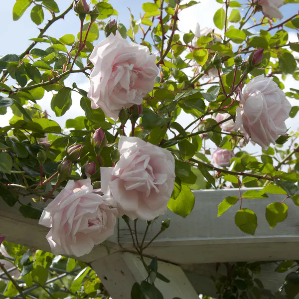 Hovedbilde Rose New Dawn. Klatrerose